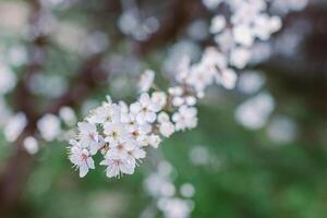 lindo ramo com branco Flor dentro uma Primavera jardim. foto