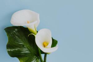 lindo branco calla lírio flores em uma luz azul fundo. foto