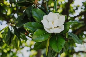 surpreendente branco magnólia flor dentro uma verão jardim. foto