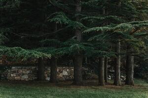 surpreendente verde árvores dentro uma parque perto st. Stefan, Montenegro. foto