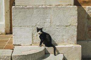 engraçado gato dentro uma rua foto