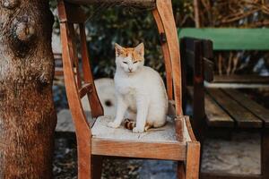 fofa branco e vermelho gato em uma rua do budva velho cidade, Montenegro. foto