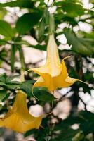 lindo amarelo datura flores brugmansia áurea, a dourado anjo trompete dentro uma jardim. foto