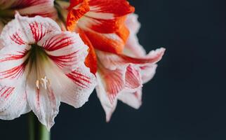 lindo branco e vermelho amaryllis flores em uma Preto fundo. foto