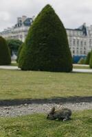 fofa Coelho em uma Relva dentro uma parque dentro Paris, França. foto