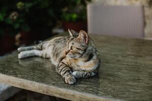 fofa malhado cinzento gato em uma mesa dentro uma rua cafeteria do budva velho cidade, Montenegro. foto