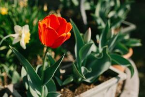 lindo vermelho tulipa flor dentro uma Primavera jardim. foto