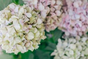 surpreendente Rosa pastel hortênsia flores dentro uma jardim. foto