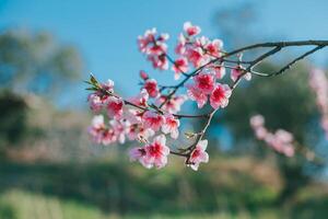 lindo pêssego ramo com Rosa Flor dentro uma azul céu. foto