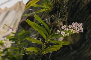 lindo orquídea flor dentro uma estufa , viena, Áustria. foto