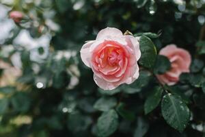 lindo Rosa rosa flor dentro uma Primavera jardim depois de a chuva. foto