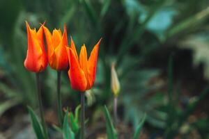 lindo vermelho tulipa flores dentro uma Primavera jardim. foto