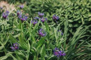 lindo azul cornflowers em uma verão Prado. foto