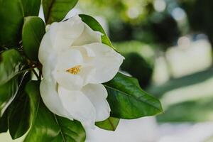 surpreendente magnólia flor dentro uma jardim. seletivo foco. foto