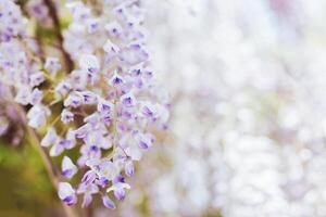 lindo flores do glicínias dentro uma Primavera jardim em uma ensolarado dia. foto