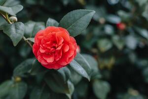 lindo Rosa camélia flores dentro uma jardim. foto