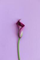 lindo magenta calla lírio em pastel roxa fundo. plano deitar. foto