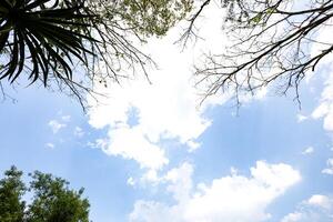 olhando acima árvores sopro dentro a vento com azul céu foto