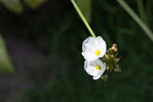 seta cabeça ame filho flor foto