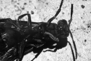 monocromático fotografia. animal fechar-se. Preto e branco macro foto do uma vespa deitado impotente. monocromático fechar acima foto do vespa. Bandung - Indonésia, Ásia
