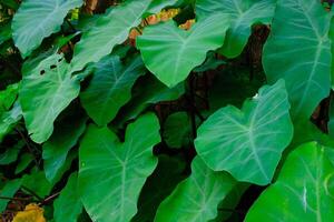 fundo fotografia. texturizado fundo. macro foto do de folhas largas verde taro plantas. verde taro plantas crescer selvagem dentro a calha drenos. bandung, Indonésia