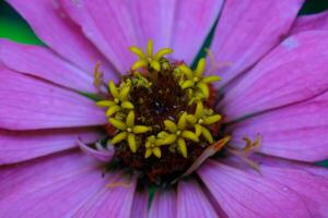 macrofotografia. plantar fechar-se. fechar-se tiro do a pistilo e estames do uma zínia Elegans ou zínia violácea flor. lindo zínia flores estão Rosa com amarelo pistilos. tiro dentro macro lente foto