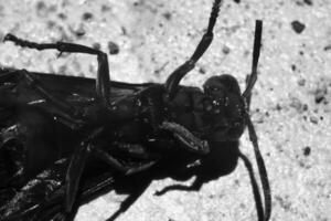 monocromático fotografia. animal fechar-se. Preto e branco macro foto do uma vespa deitado impotente. monocromático fechar acima foto do vespa. Bandung - Indonésia, Ásia