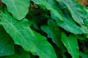 fundo fotografia. texturizado fundo. macro foto do de folhas largas verde taro plantas. verde taro plantas crescer selvagem dentro a calha drenos. bandung, Indonésia