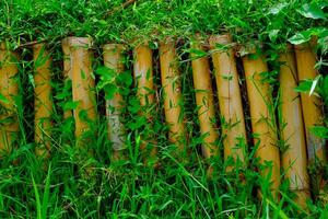 fundo fotografia. texturizado fundo. fechar acima do bambu Abandonar com videiras. de várias peças do bambu estão arranjado Como uma trincheira. tiro dentro macro lente. bandung, Indonésia foto