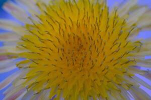 macro fotografia. plantas fechar acima. macro tiro do amarelo dente de leão flor. jovem dente de leão flores dentro a foto usando uma macro lente