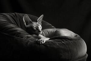 uma lustroso e gracioso sphynx gato reclinável em uma pelúcia veludo almofada, Está caloroso pele brilhando dentro a suave luz foto