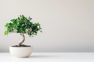 pequeno ficus árvore elegante panelas em uma puro branco fundo foto