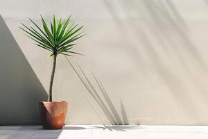 uma deslumbrante em vaso mandioca plantar carrinhos contra uma pano de fundo do brilhante luz solar. foto