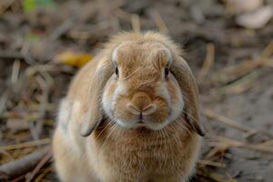 Holanda lop coelho, fofo pelagem, fofa expressão. foto