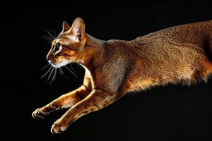 uma lustroso e ágil abissínio gato saltando graciosamente através a ar, Está pele cintilante com dourado luzes foto