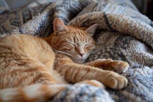 uma contente gengibre gato enrolado acima em uma acolhedor cobertor, Está olhos caído com sonolento contentamento foto