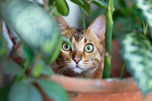 uma curioso Bengala gato encarando Fora a partir de atrás uma em vaso plantar, Está distintivo casaco padronizar pegando a olho foto