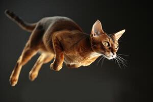 uma lustroso e ágil abissínio gato saltando graciosamente através a ar, Está pele cintilante com dourado luzes foto