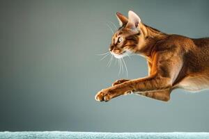 uma lustroso e ágil abissínio gato saltando graciosamente através a ar, Está pele cintilante com dourado luzes foto