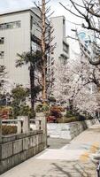 cereja flores dentro uma cidade dentro Japão foto