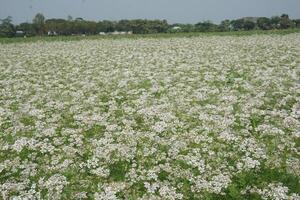 uma campo do branco flores dentro a meio do uma campo foto