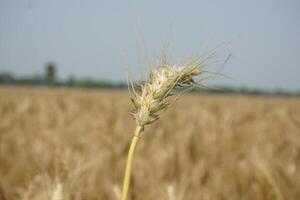 uma campo do trigo é mostrando dentro a distância foto