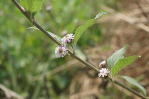 uma pequeno flor com roxa pétalas é dentro a Relva foto