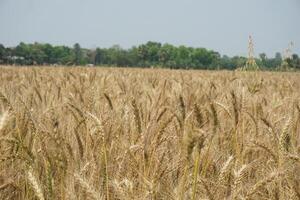 uma campo do trigo é mostrando dentro a distância foto