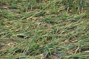 uma campo do cebolas com não folhas dentro a meio do a campo foto