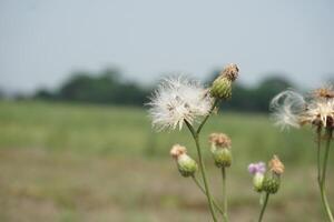 uma campo do flores silvestres com uma dente de leão dentro a primeiro plano foto