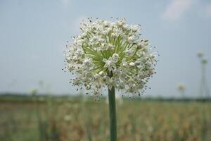 uma ampla cebola branco flor com muitos pequeno branco flores foto