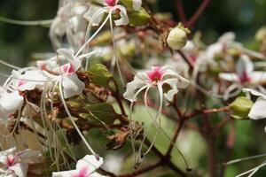 uma plantar com branco flores e verde folhas foto