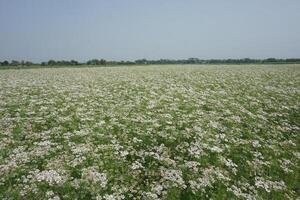 uma campo do branco flores dentro a meio do uma campo foto