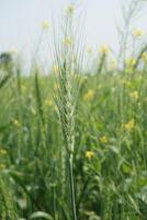 uma campo do verde trigo com alta verde hastes foto